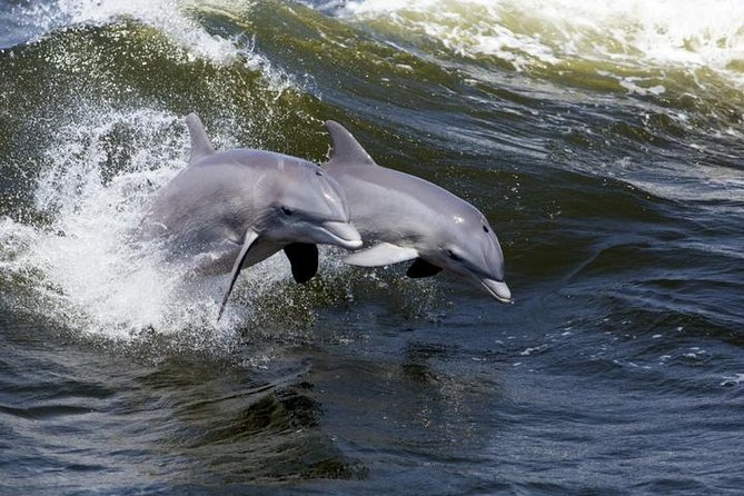 Hilton Head Island Ocean Dolphin Cruise - Why This 90-Minute Dolphin Cruise Feels Worth It