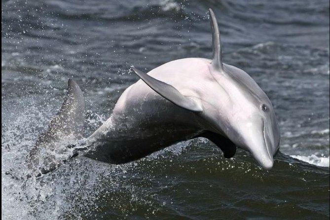 Hilton Head Island Ocean Dolphin Cruise - Price and Value at $39.16 Per Person