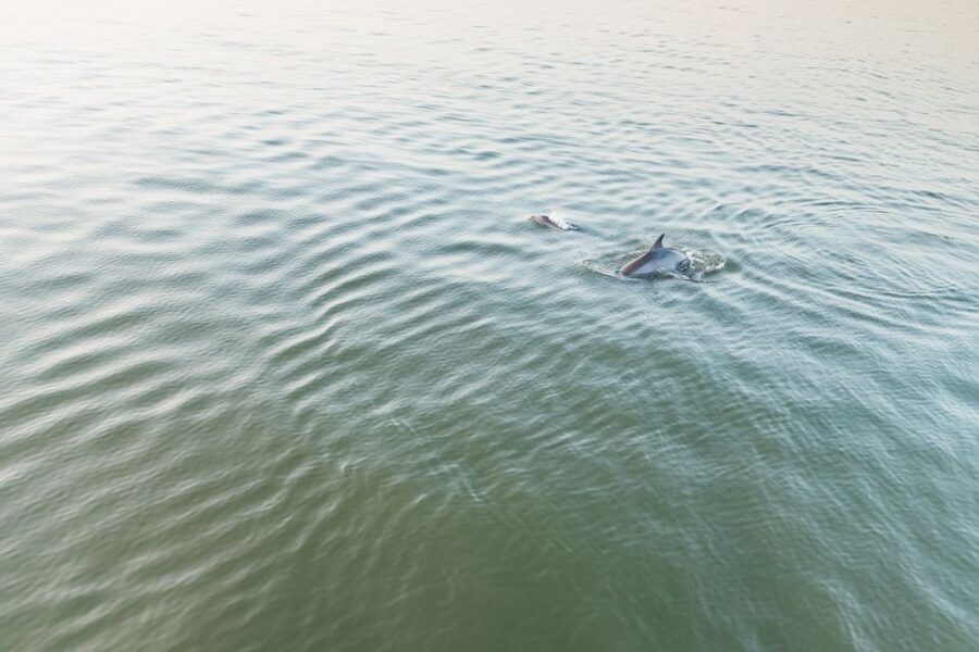 Hilton Head Island: Sunset Dolphin Cruise - Drinks and snacks you can buy, plus the cash rule