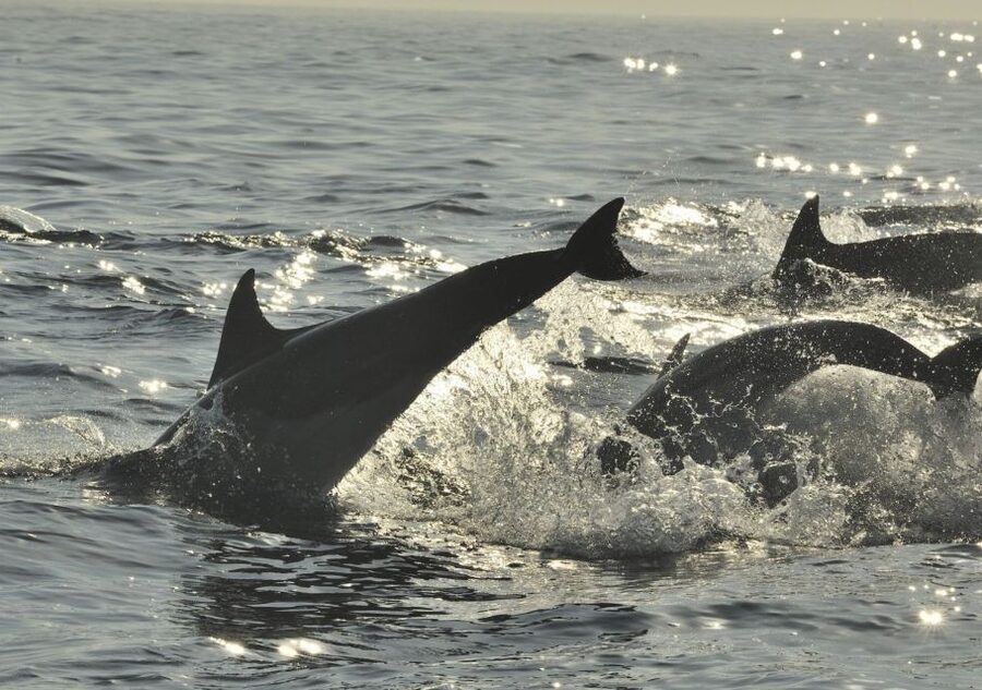 Hilton Head Island: Sunset Dolphin Cruise - Who this cruise fits best