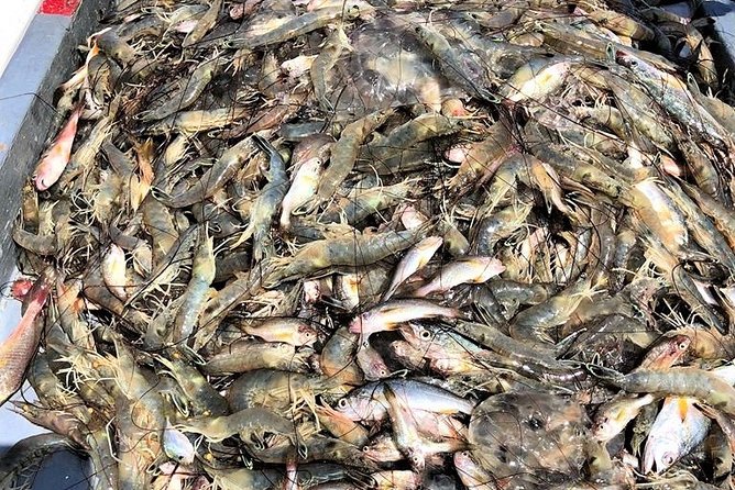 Hilton Head Shrimp Trawling Boat Cruise - What happens during the trawl, and how to think about the catch