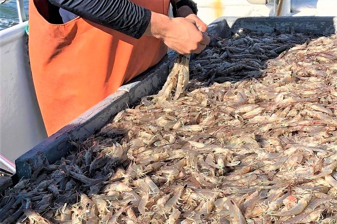 Hilton Head Shrimp Trawling Boat Cruise - The salt marsh lessons you can actually use