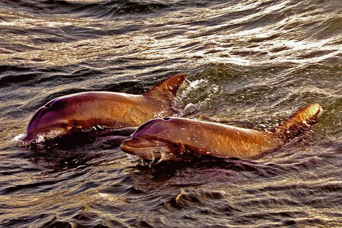 Hilton Head Sunset Dolphin Watching Cruise - Guaranteed dolphin sightings, plus the birds that steal the show