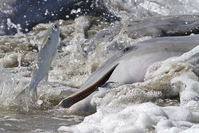 Hilton Head Sunset Dolphin Watching Cruise - What the 90 minutes feels like on the water