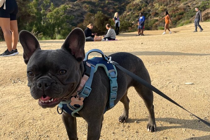 Hollywood Sign 2.5-Hour Tour with Comedians and Their Dogs - Price and Value: Is $15 Actually a Good Deal Here?