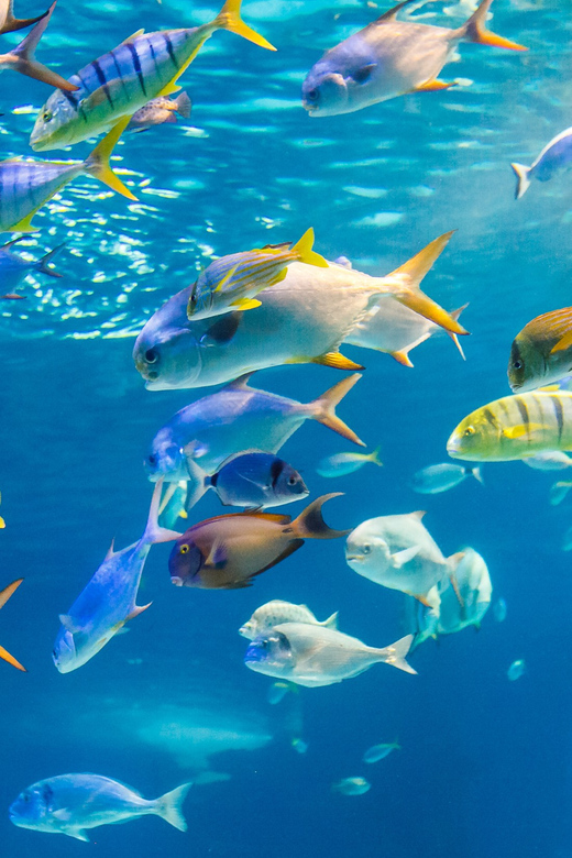 Honolulu: Glass Bottom Boat Tour along Oahu's South Shore - Why this South Shore glass-bottom cruise works when snorkeling feels like work
