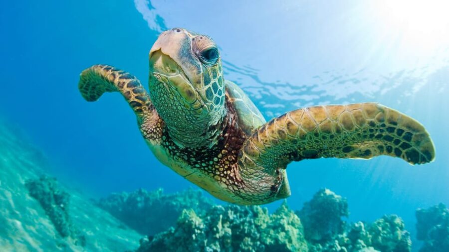 Honolulu: Glass Bottom Boat Tour along Oahu's South Shore - Glass viewing windows over live reefs and an underwater shipwreck
