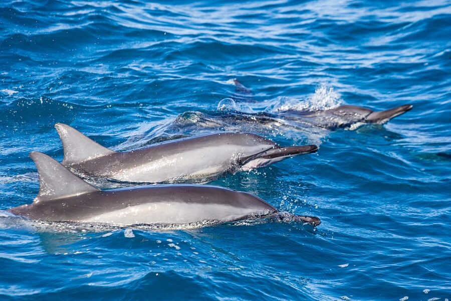 Honolulu: Glass Bottom Boat Tour along Oahu's South Shore - Price and value: is $40 a smart deal for this kind of hour?