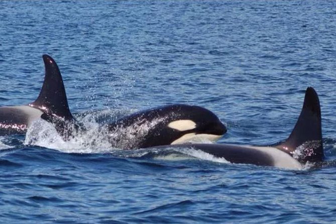 Hoonah Whale-Watching Cruise - Near Icy Strait Point - Why This Hoonah Whale-Watching Cruise Feels Different