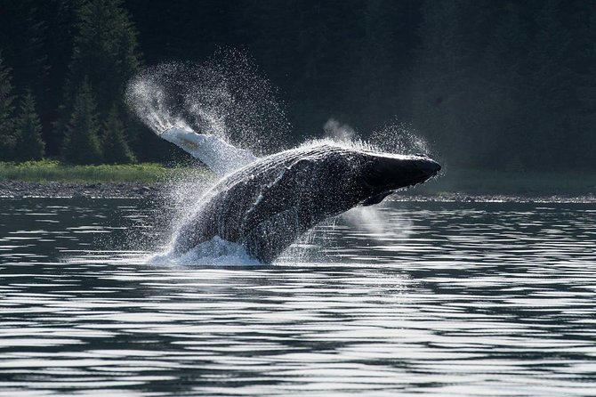 Hoonah Whale-Watching Cruise - Near Icy Strait Point - Key Highlights You Should Not Skip
