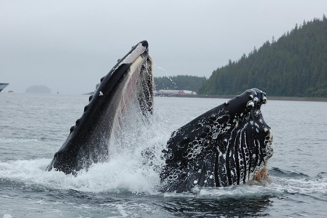 Hoonah Whale-Watching Cruise - Near Icy Strait Point - Boat Comfort in Cold, Wind, and Rain: Heated Cabin vs. Deck Time