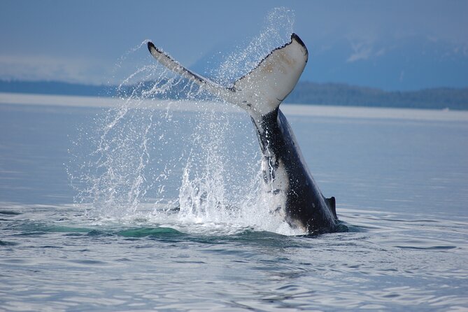 Hoonah Whale-Watching Cruise - Near Icy Strait Point - Wildlife Chances: What You Might Spot Off Hoonah