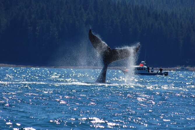 Hoonah Whale-Watching Cruise - Near Icy Strait Point - Captains and Naturalists: The Human Factor That Makes It Worth It