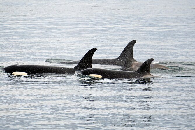 Hoonah Whale-Watching Cruise - Near Icy Strait Point - Price and Value: Is $225 a Good Deal?
