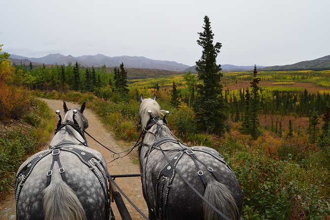 Horse-Drawn Covered Wagon Ride with Backcountry Dining - Horse-Drawn Wagon Ride With a Denali Boundary Backdrop