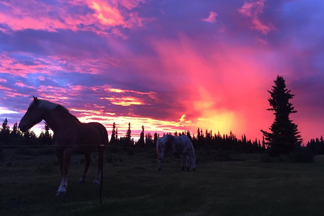 Horse-Drawn Covered Wagon Ride with Backcountry Dining - The 45-Minute Wagon Ride: What the Horses and Views Give You