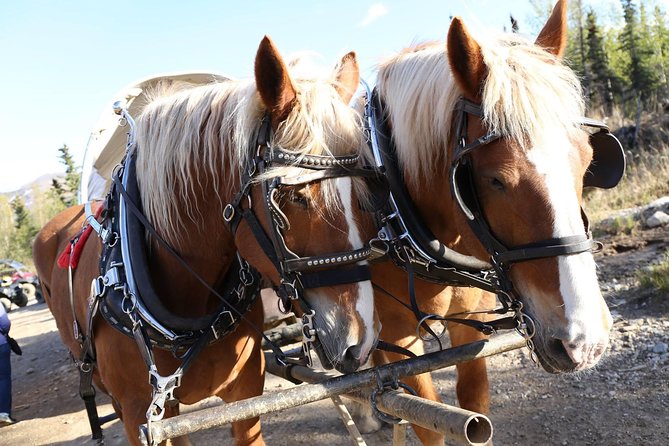Horse-Drawn Covered Wagon Ride with Backcountry Dining - Guide Stories Along the Route: From Mining Days to Modern Denali