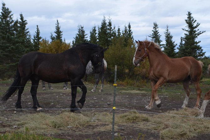 Horse-Drawn Covered Wagon Ride with Backcountry Dining - Wildlife Chances: How to Think About Moose, Birds, and Rabbits