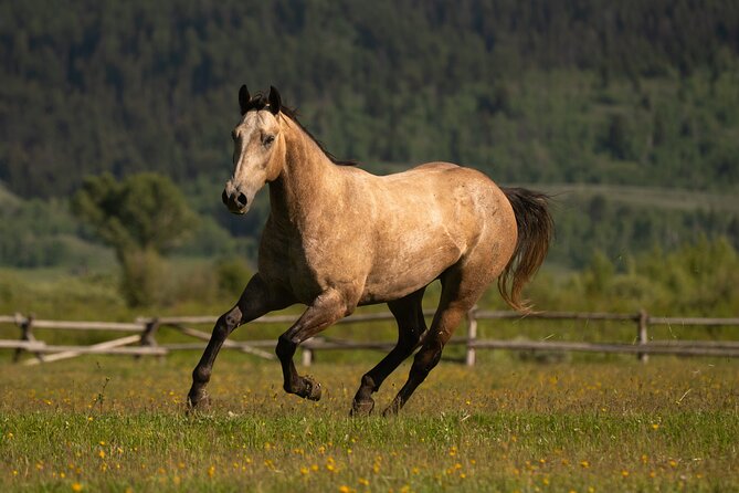 Horseback Riding with Grand Teton Views in Jackson Hole - The horses and handlers: why gentle usually means “well trained, not stalled”