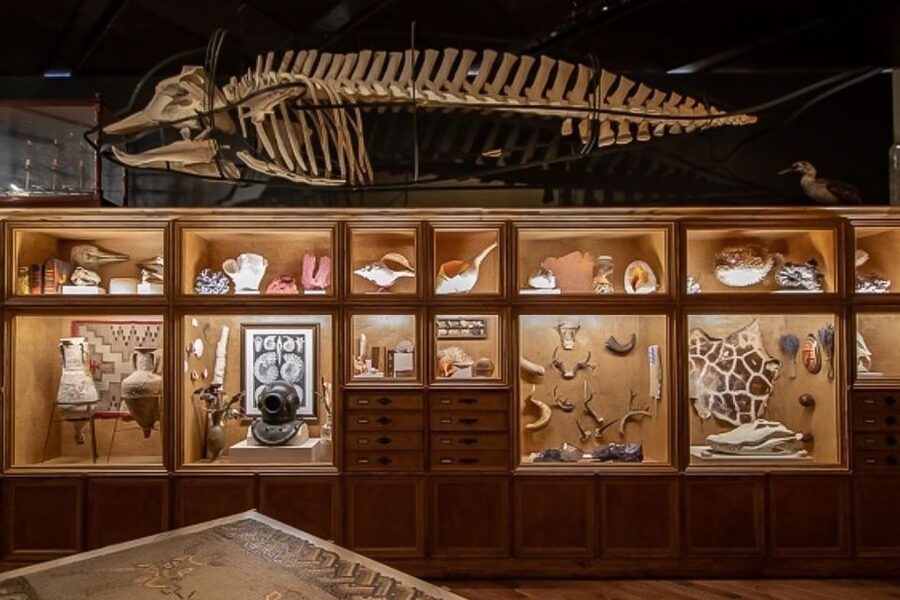 Houston Museum of Natural Science General Admission Ticket - Cabinet of Curiosities and Thematic Hall Hopping