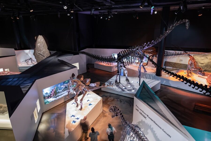 Houston Museum of Natural Science General Admission Ticket - Frensley Graham Hall of African Wildlife: Ecology That Feels Real