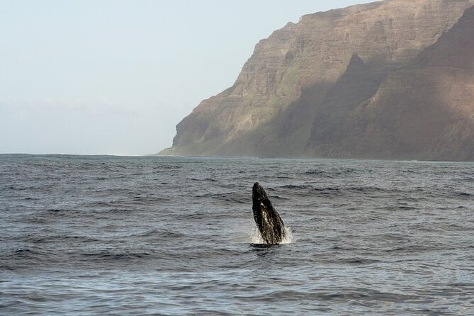 'Imiloa Express Whale Watch and Cocktail Tour - Price And Value: Is $135.90 Fair For 2 Hours?