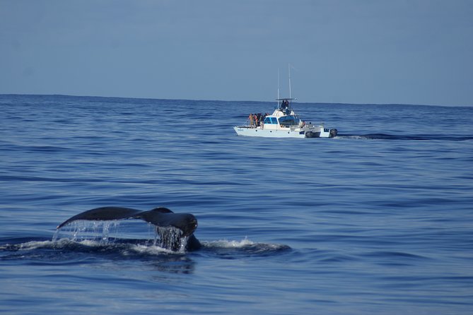 'Imiloa Express Whale Watch and Cocktail Tour - Your Catamaran Cruise: What Happens Once You Board