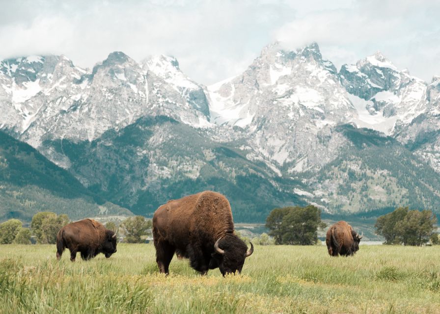Jackson: Grand Teton National Park Guided Wildlife Tour - What to bring, and what to know about timing