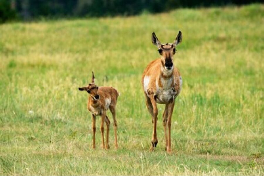 Jackson: Grand Teton National Park Guided Wildlife Tour - Meet at Home Ranch and dress like you mean it