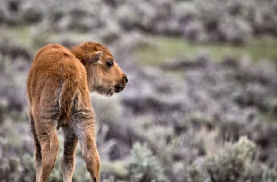 Jackson: Grand Teton National Park Guided Wildlife Tour - How the guide finds animals on 310,000 acres