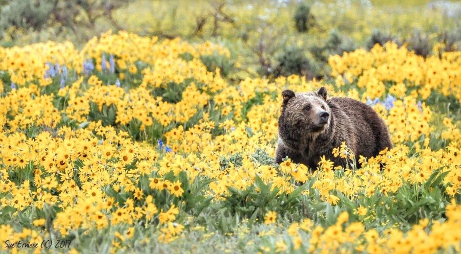 Jackson: Grand Teton National Park Guided Wildlife Tour - Wildlife you can realistically aim for, and what the guide helps you notice