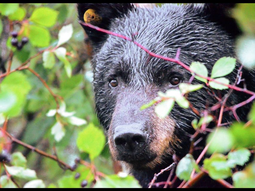 Jackson: Grand Teton National Park Guided Wildlife Tour - Binoculars and spotting scope, plus a simple photo plan