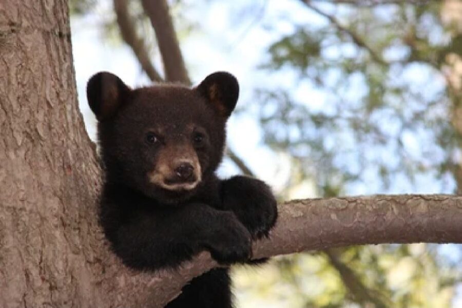 Jackson: Grand Teton National Park Guided Wildlife Tour - Open-air summer safari versus heated winter comfort