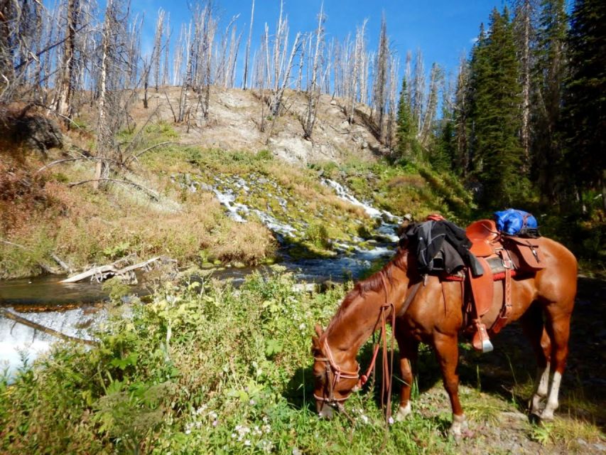 Jackson Hole: Bridger-Teton National Forest Horseback Ride - Key points to know before you saddle up
