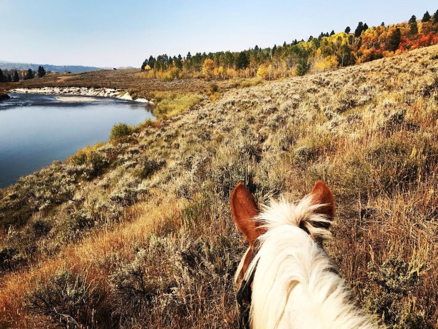 Jackson Hole: Bridger-Teton National Forest Horseback Ride - 90-minute vs half-day: picking the right amount of saddle time
