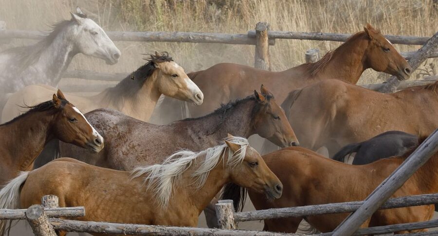 Jackson Hole: Bridger-Teton National Forest Horseback Ride - Hunting season after Sept 20: what changes on the trail