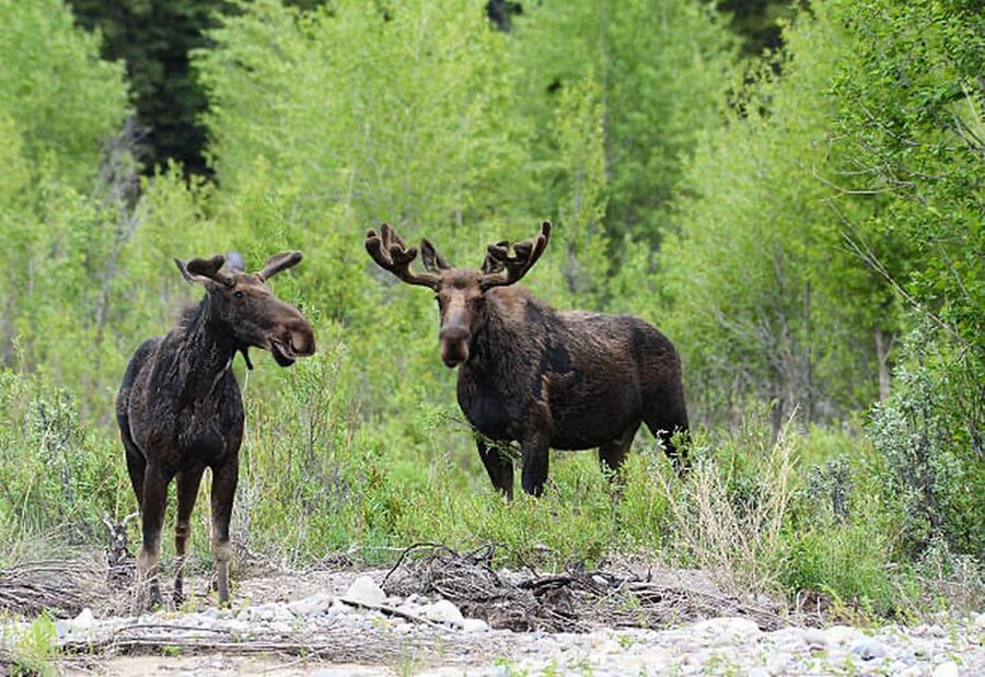 Jackson Hole: Snake River Scenic Float Tour with Chairs - Chair-backed rafting: why it feels different than “tube time”