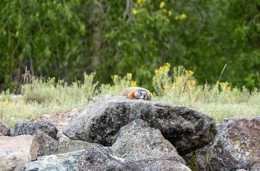Jackson Hole: Snake River Scenic Float Tour with Chairs - The comfort checklist: what to bring so the day stays pleasant