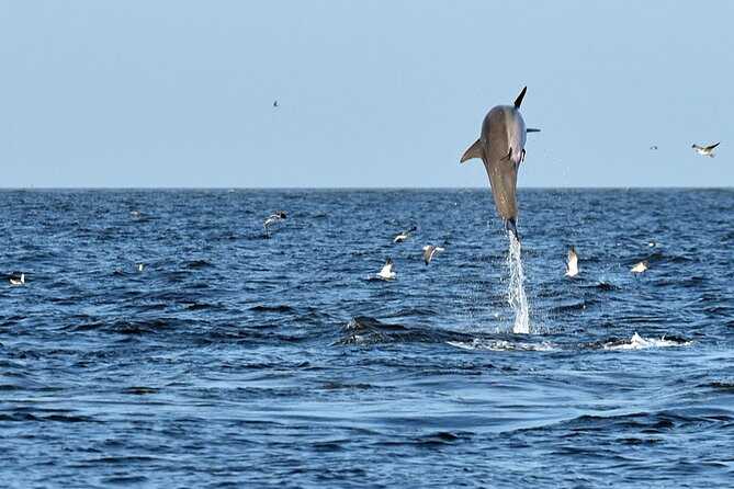 Jekyll Island Dolphin Tours - Why Jekyll Island Dolphins Feel Like a Front-Row Seat