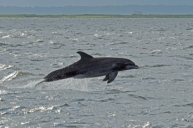 Jekyll Island Dolphin Tours - Jekyll Island Historic District Waterways What You’ll Actually See