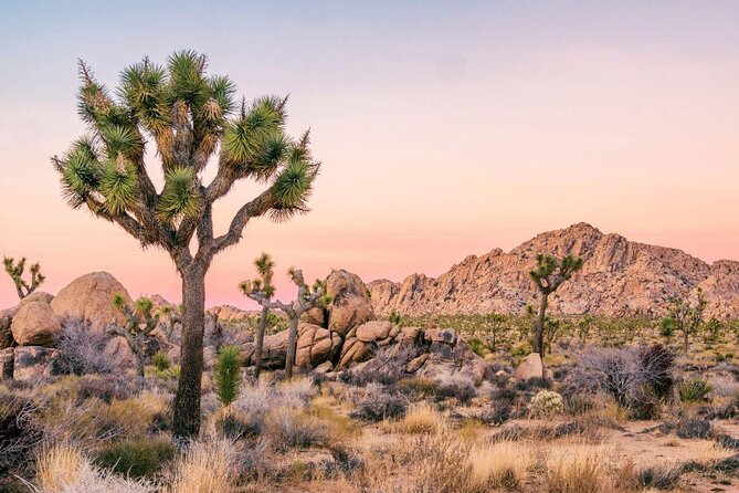 Joshua Tree National Park Self-Guided Driving Audio Tour - Key takeaways before you hit the road