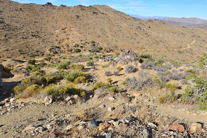 Joshua Tree National Park Self-Guided Driving Audio Tour - Intersection Rock, Cap Rock, and Skull Rock: the quick-photo stops with payoff