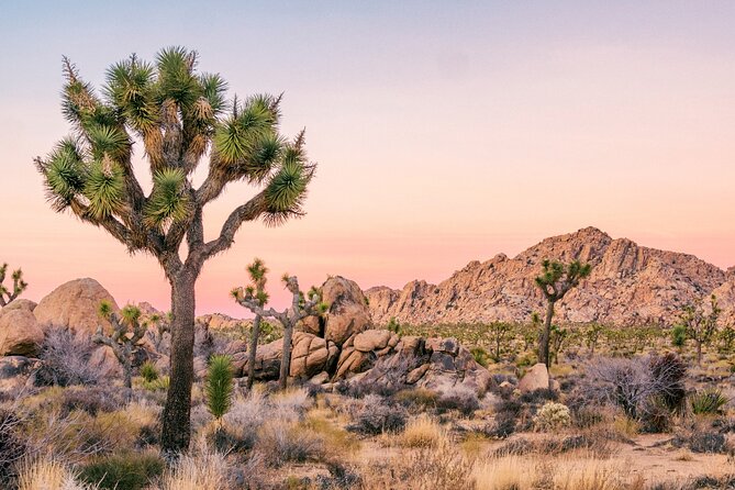 Joshua Tree National Park Self-Guided Driving Audio Tour - Joshua Tree town to Samuelsons Rock: a mix of quick stops and real trail legs
