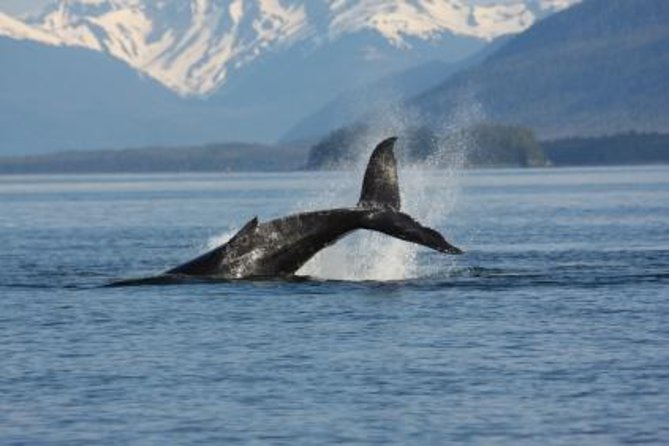 Juneau Whale Watching Adventure - Quick takeaways for humpback sightings in Auke Bay