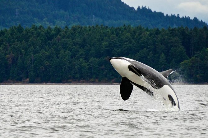 Juneau Whale Watching Adventure - Why Auke Bay is a smart bet for humpbacks