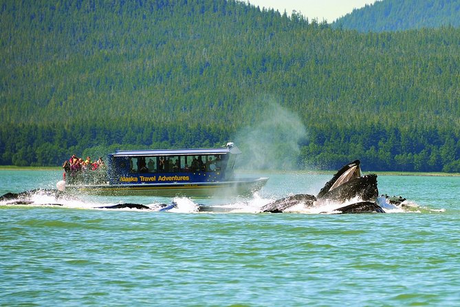 Juneau Whale Watching Adventure - The North Star jet boat: viewing setup, comfort, and speed