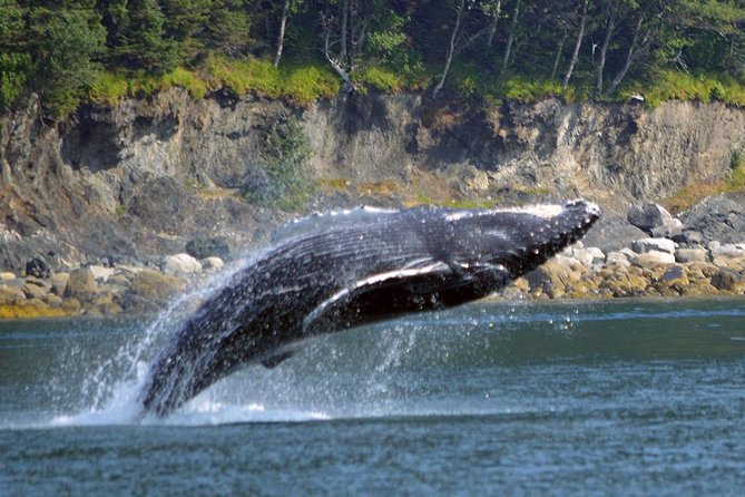 Juneau Whale Watching Adventure - Your 3 hours 45 minutes at sea: what the flow feels like