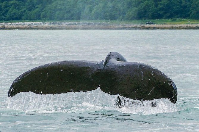 Juneau Whale Watching Adventure - Bonus wildlife you might catch between the breaches