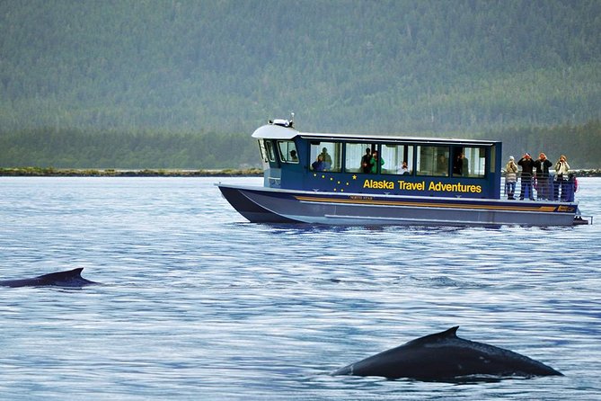Juneau Whale Watching Adventure - Prices, value, and what costs extra