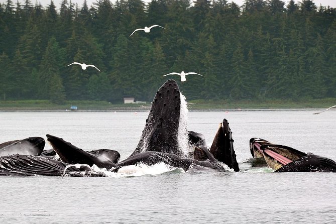 Juneau Whale Watching Adventure - Weather, delays, and how to protect your port day